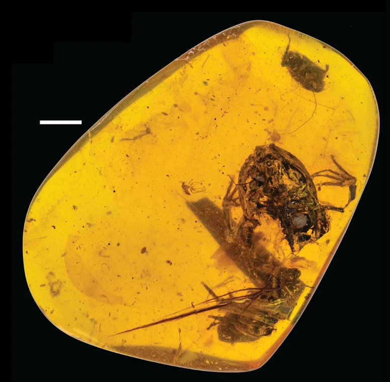 Fossil frog in amber
